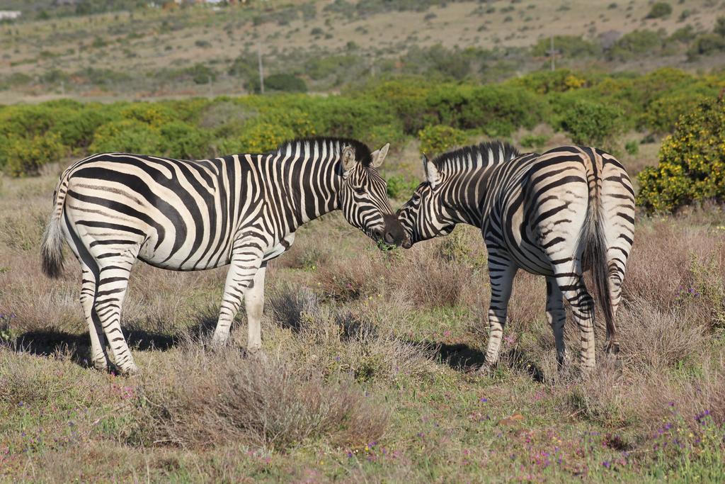 Garden Route Game Lodge Albertinia Exterior photo